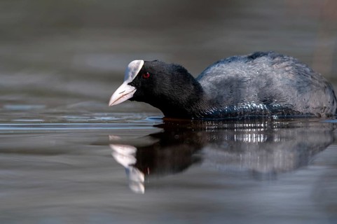 Eurasian Coot Coot, Fulica Atra, Birds, Coot Rail, Gruiformes, Crane Birds, Mirror, Rails,