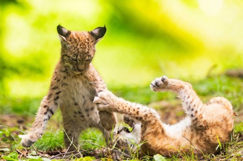 Eurasian lynx (Lynx lynx) youngsters (cubs) playing with each other in a forest, Bavaria, Germany