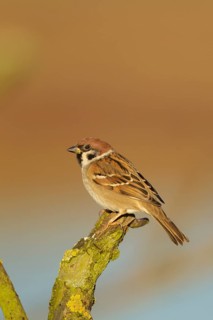 Tree sparrow (Passer montanus) adult bird on a tree branch, England, United Kingdom