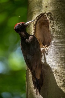 Black Woodpecker, Dryocopus Martius, Black Woodpecker, Birds, High Size, Portrait, Male, Piciform,