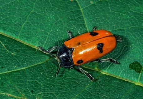 Ant sack beetle, ant bag beetle, Clytra laeviuscula, willow clytra, beetle, coleoptera, insects,