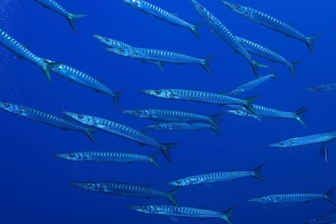 A large school of great barracudas (Sphyraena sphyraena) swimming through the blue water, dive