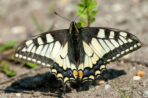 Brandenburg, Germany, national natural heritage, natural paradise Grünhaus, papilio machaon,