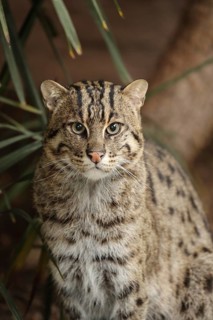 Wildcat in green surroundings, staring intently ahead, with plants in the background, fishing cat