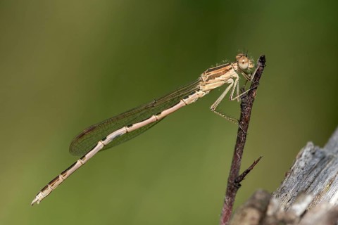 Common winter dragonfly, Sympecma fusca, winter damselfly, damselflies, dragonflies, insects,
