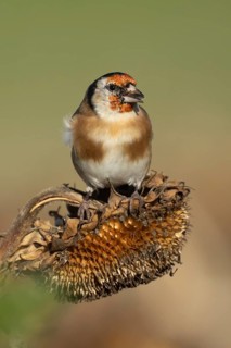 European goldfinch (Carduelis carduelis) adult bird feeding on a sunflower seeds from a seedhead,
