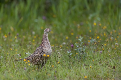 Pheasant hens (Phasianus colchicus) are typically cautious, their almost independent chicks forage