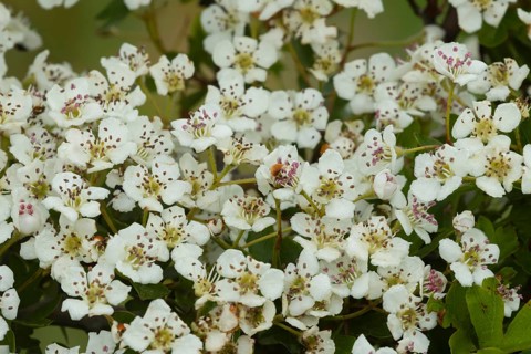 Hawthorn (Crataegus monogyna) flowers on a tree branch, Suffolk, England, United Kingdom
