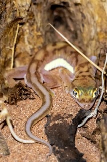 Palmato gecko (Pachydactylus rangei), night shot, NamibRand Nature Reserve, Namib Desert, Namibia