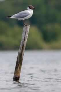 Black-headed gull, Chroicocephalus ridibundus, black-headed gull, Larus ridibundus, birds,