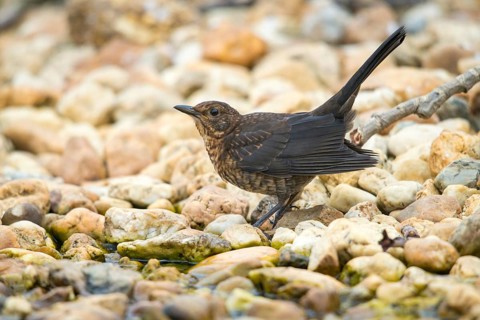 Blackbird, Turdus Merula, Bath, Bird Bath, Birds, Adolescent, Juvenile, Passeri, Songbirds, Potion,
