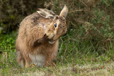European brown hare (Lepus europaeus) adult animal washing its foot in grassland, England, United