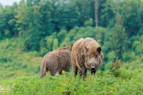 A male wild boar (Sus scrofa) is out foraging in a green clearing on an overcast day. Bavaria,