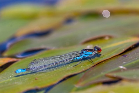 Erythromma najas, large pomegranate eye, red-eyed damselfly, damselflies, dragonflies, insects,