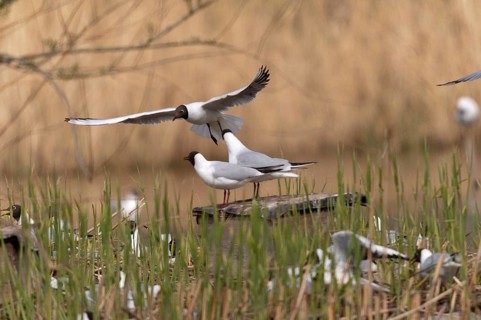 Black-headed gull, Chroicocephalus ridibundus, black-headed gull, Larus ridibundus, birds,