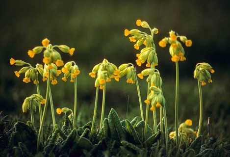 Primrose, primrose, primula officinalis, primula veris, primulaceae, cowslip, meadow cowslip,