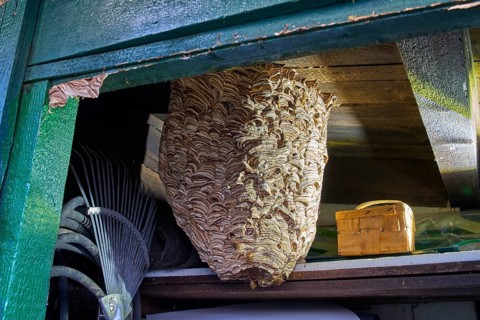 Giant European Hornet Nest (Vespa crabro) Inside a Wooden Garden Tool ShedLarge European hornet