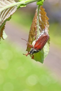 Cockchafer, forest cockchafer (Melolontha hippocastani), male, on a leaf, close-up, Wilnsdorf,