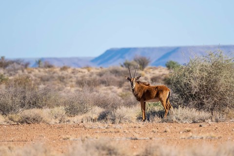 Roan antelope (Hippotragus equinus) in the grasslands, South Africa