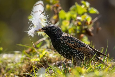 Starling, Sturnus vulgaris, birds, feather, nest building, passeri, songbirds, birds