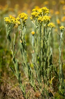 Asteraceae, helichrysum arenarium, daisy, sandstraw flower, dwarf everlast, flora, high size,