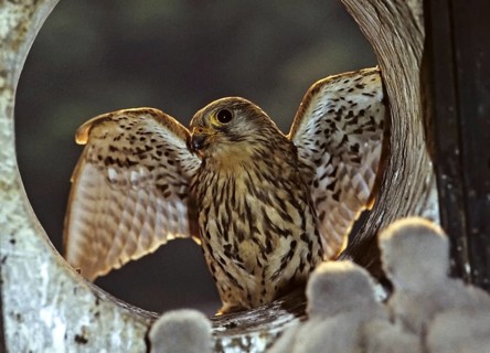 Falco tinnunculus, Common Kestrel, kestrel, birds, breed, brood, falcon, falconiformes, falcons,