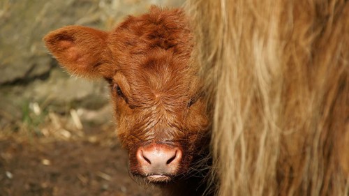 Europe, Scotland, Great Britain, England, countryside, Highland Cattle, Scottish Highland Cattle
