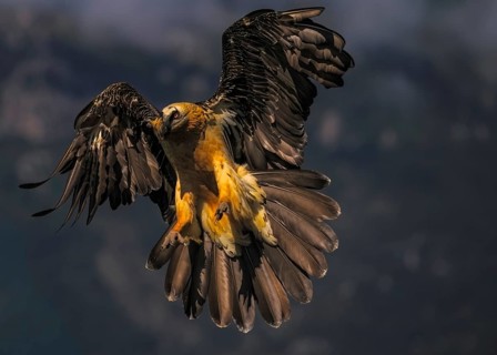 Bearded vulture (Gypaetus barbatus), with outstretched wings, Pyrenees, Spain