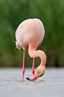 A greater flamingo (Phoenicopterus roseus), standing in the water whilst foraging, Camargue