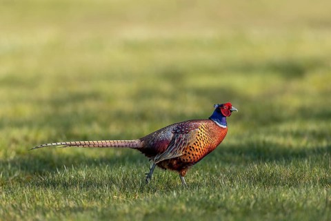 A male pheasant (Phasianus colchicus) in March at the start of the courtship season, courtship,