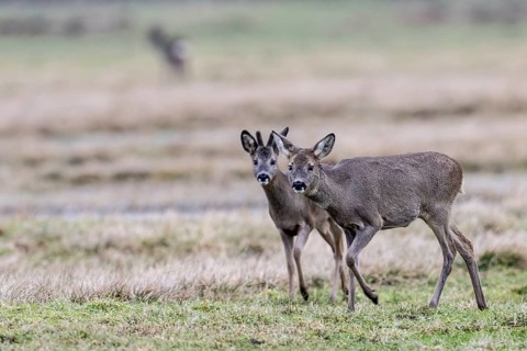 Roe deer (Capreolus capreolus), Lower Saxony, Germany