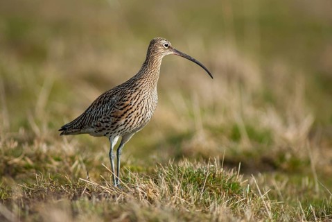 Curlew, curlew, numenius arquata, birds, curlew, charadriiformes, limikolen, snipe birds,