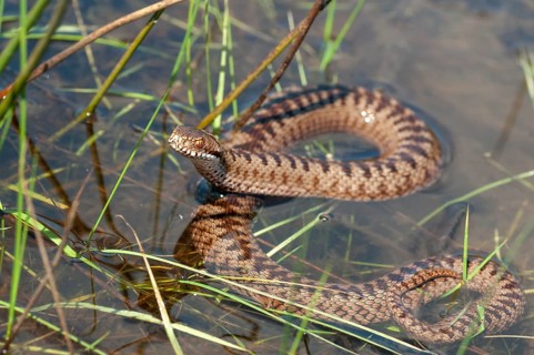 European adder, European viper, venomous snake, vipera berus, critters, poisonous, high size,