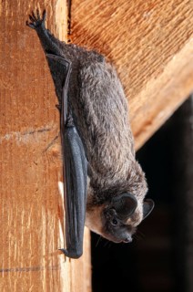 Leather-winged bat, parti-coloured bat, vespertilio murinus, bicolor bat, chiroptera, bats, high