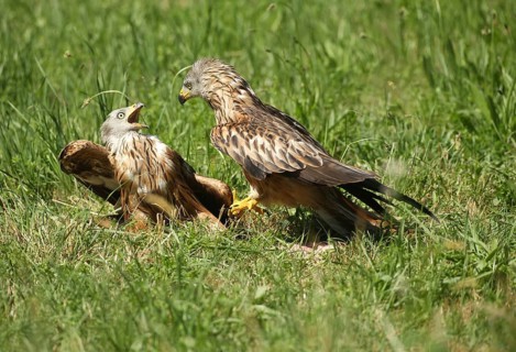 Red Kite (Milvus milvus) – adult birds squabbling in a meadow, Allgäu, Bavaria, Germany
