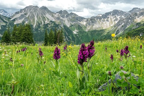 Meadow with Dactylorhiza cruenta, on the Fellhorn, with the mountains of the Allgäu Alps in the