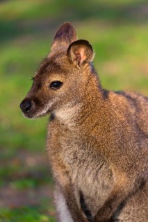 Red-necked wallaby or Bennett's wallaby (Macropus rufogriseus) with cub in her pouch, sits on a