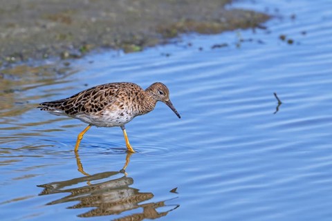 Ruff (Calidris pugnax) adult female foraging along pond shore in spring