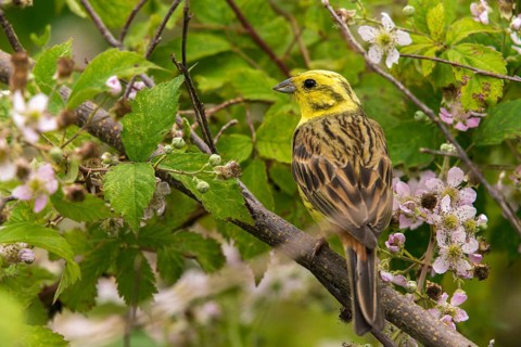 Emberiza citrinella, goldammer, yellowhammer, birds, hedge, male, passeri, songbirds, songbirds,