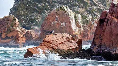 Single bird on a red rock in the sea surrounded by waves and green algae, The rocky coast of the