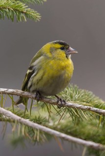 Carduelis spinus, siskin, spinus spinus, siskin, birds, high size, portrait format, male, passeri,