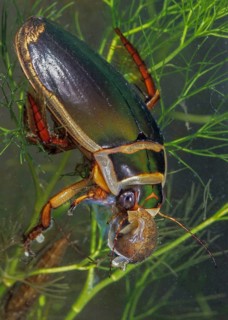 Dytiscus marginalis, yellow-burn beetle, great diving beetle, aquatic, beetle, prey, capture, high