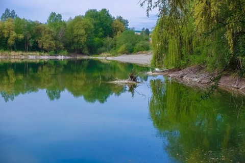 Biberburg, beaver farming in water, lake, reflection, nature conservation, aquatic ecology,