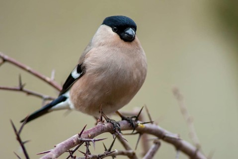 Bullfinch, Bullfinch, Pyrrhula Pyrrhula, Birds, Bullfinch, Passeri, Songbirds, Birds