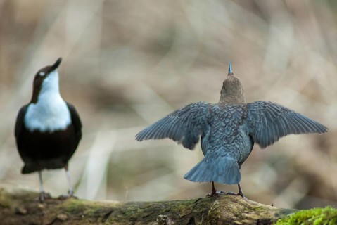 Cinclus cinclus, dippers, dippers, courtship behavior, birds, courtship display, passeri,