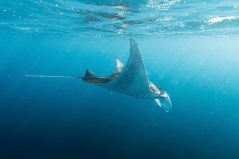 Underwater shot of manta rays, Komodo National Park, East Nusa Tenggara, Indonesia