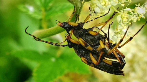 A close-up of two black-and-yellow long-horned beetles (Dendrobias mandibularis) mating on a