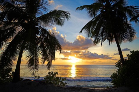 Caribbean, Guadeloupe, sunset, palm trees on the beach, silhouettes, Guadelaoupe