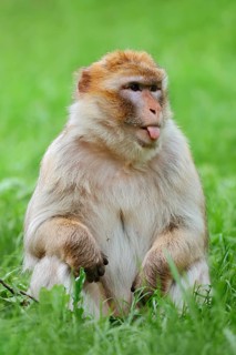 Barbary macaque or magot (Macaca sylvanus) sits in a meadow and sticks out its tongue, found in
