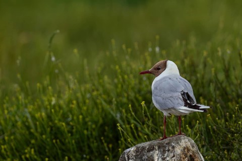 A black-headed gull (Chroicocephalus ridibundus) in the breeding colony, summer plumage, breeding